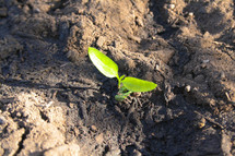 a plant sprouting from the earth 