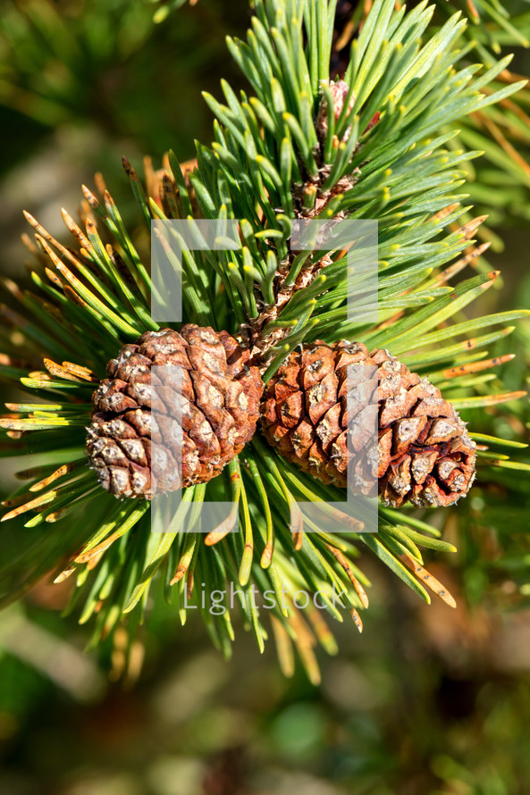 pine cones on a pine tree