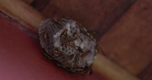 Wasps at nest feeding larva - dangerous insects