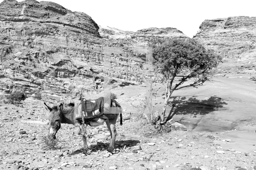 donkey in a desert 