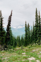 view of mountain peaks through the trees 