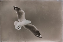 seagull flying in a clear sky 