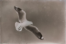 seagull in flight 