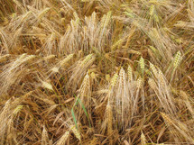 Barley corn field 