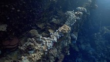 Underwater Wreck of a tugboat sunk in the South of the Egyptian Red Sea