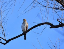 Cooper's Hawk on a branch against clear blue sky