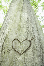 Close-up of an arrow and heart shape carved into the bark of a tree