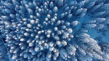 Aerial shot Of Snowy Pine Trees In The Mountain Forest At Winter. 