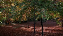 Walking Through an Autumn Woodland with Dappled Light, Ireland