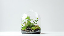 Glass terrarium with dirt and plants growing 
