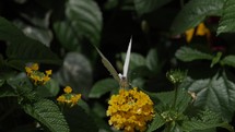 White butterfly in summer nature on flower in cinematic slow motion.