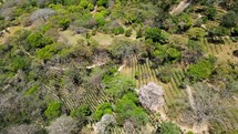 Aerial shot drone orbits around sole pink tree in middle of coffee plantation