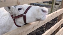 White Reindeer Poking It's Nose through Fence and Then Moving Away
