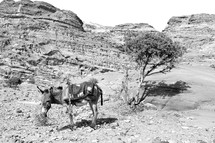 donkey in a desert 