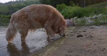 Golden Retriever dog eating seaweed on edge of lake on summer morning