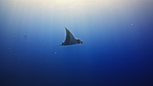 Manta Ray swimming in the Blue - Shots of the Southern Maldives