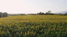 sunflower field background