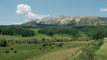 cows grazing in a green valley 