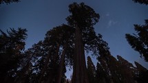 Sequoia National Park - Starry Night Over The Giant Trees Time Lapse