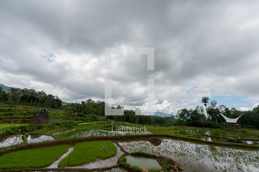 rice fields in Luwuk 