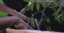 Mothers hands pat down dirt around freshly plant tomato plant