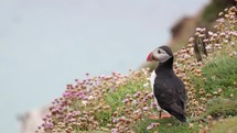 Atlantic Puffin Getting Startled by Other Puffins and Making Itself Bigger, Ireland