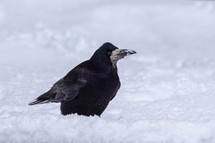 Crow Standing in the Snow, Ireland