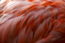 pink flamingo feathers closeup 