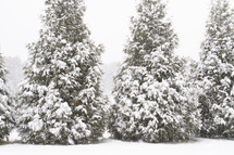 snow covered pine trees in winter 