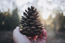 hand holding up a pine cone 