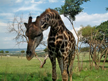 giraffe in the savanna 