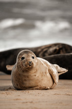 Young grey seal pup on a beach