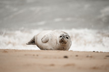 Young grey seal pup on a beach