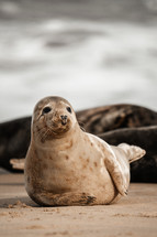 Young grey seal pup on a beach