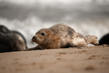 Young grey seal pup on a beach