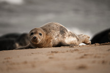 Young grey seal pup on a beach