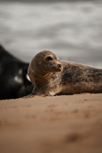 Young grey seal pup on a beach