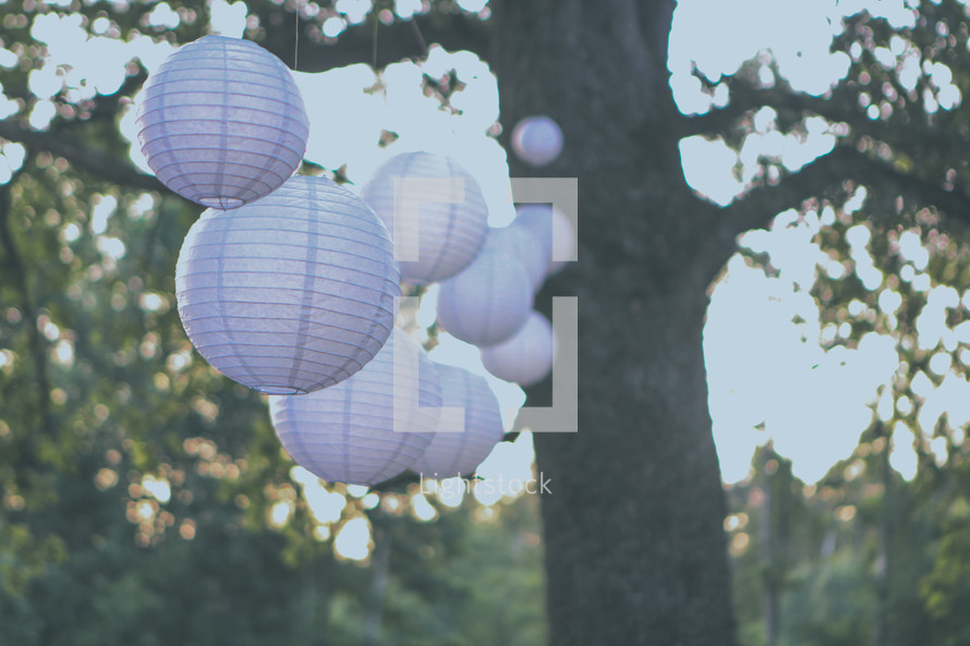 paper lanterns hanging from branches 