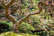 Japanese garden in spring 