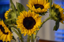sunflowers in a vase 