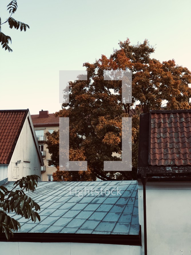 tile roofs and fall trees
