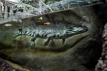 alligator under water 