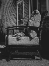 small dog napping in a chair outdoors 