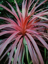 tropical plant with red leaves 