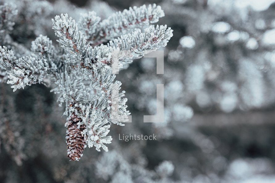 frosty evergreen branches 