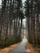 paved path through a forest 