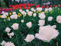 flower bed of spring tulips 