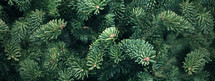 Green Fraser Fir Christmas Tree Texture Background 