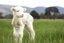 lamb in green grass
