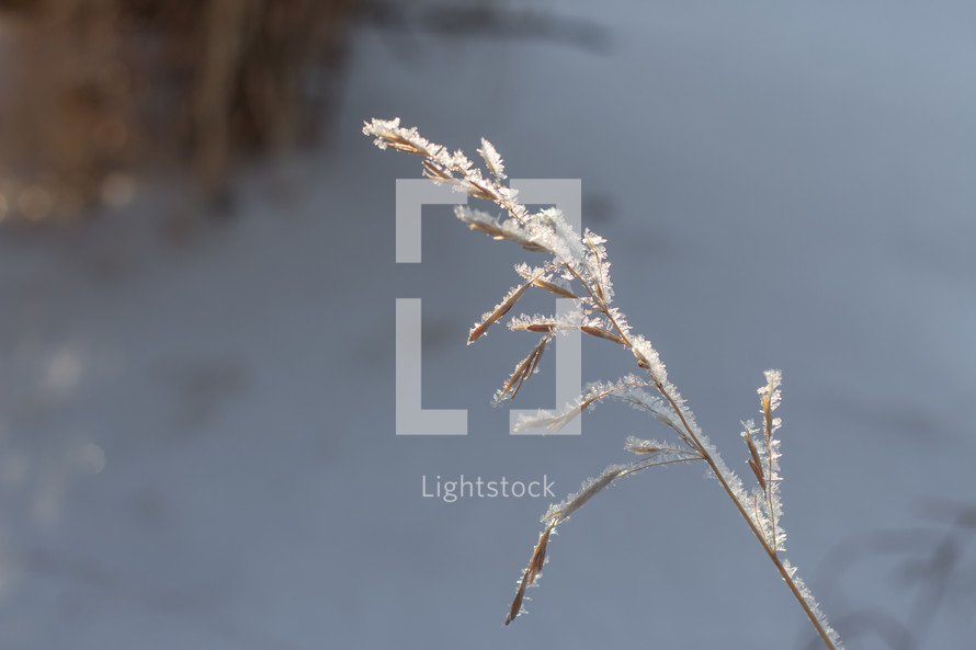 sunlight through frosty grass seeds 